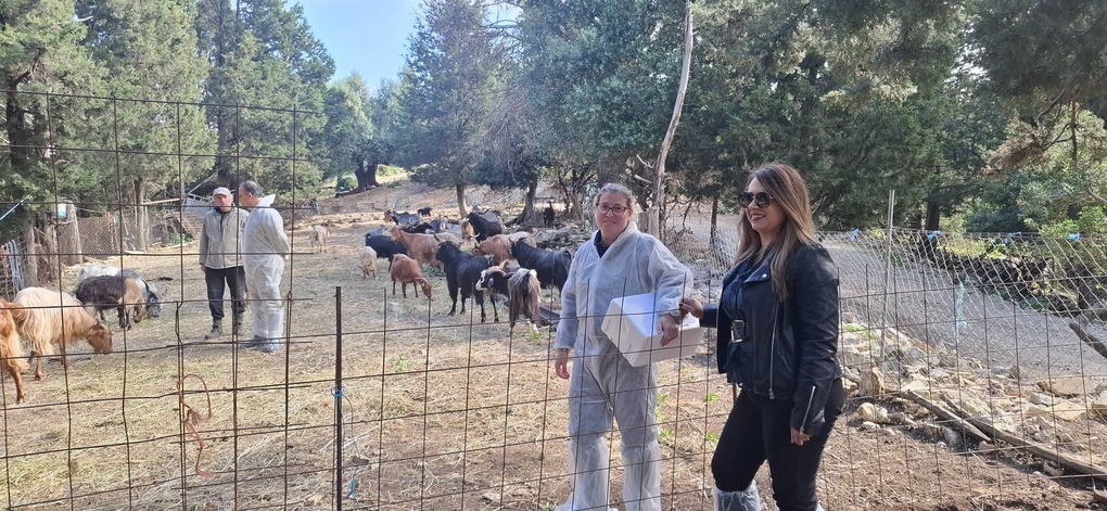 προβατα ΙΘΑΚΗ (7)